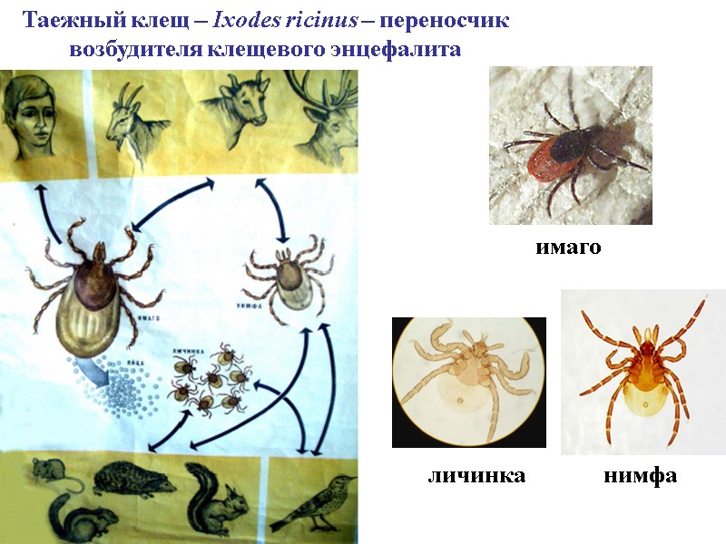 Таежный клещ – Ixodes ricinus – переносчик возбудителя клещевого энцефалита имаго нимфа личинка